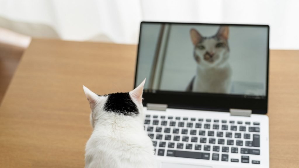 cat influencers and engagement rates