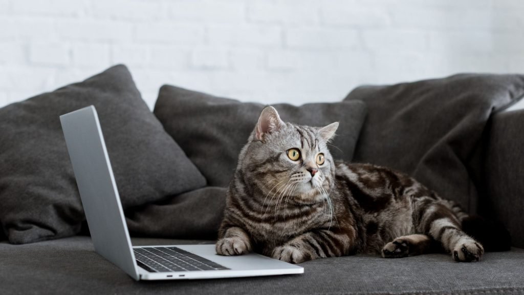 the best cat influencers