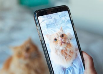 The Biggest Cat Influencers and Why You Need Them