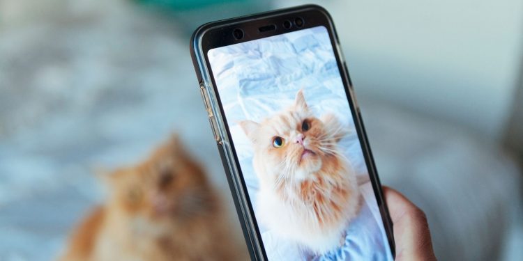 The Biggest Cat Influencers and Why You Need Them