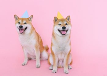 The Biggest Dog Influencers and Why You Need Them